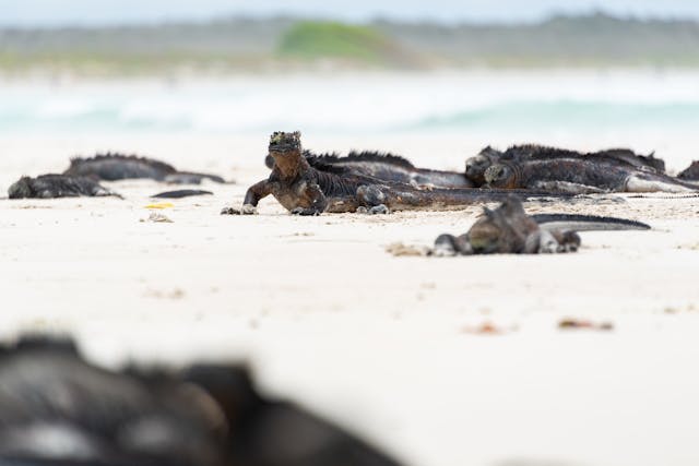 zeeleguaan, endemische soort galapagos eilanden