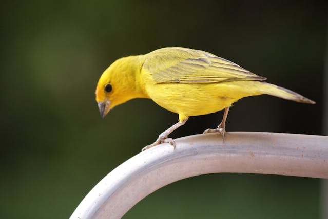 kanarie, endemische soort canarische eilanden